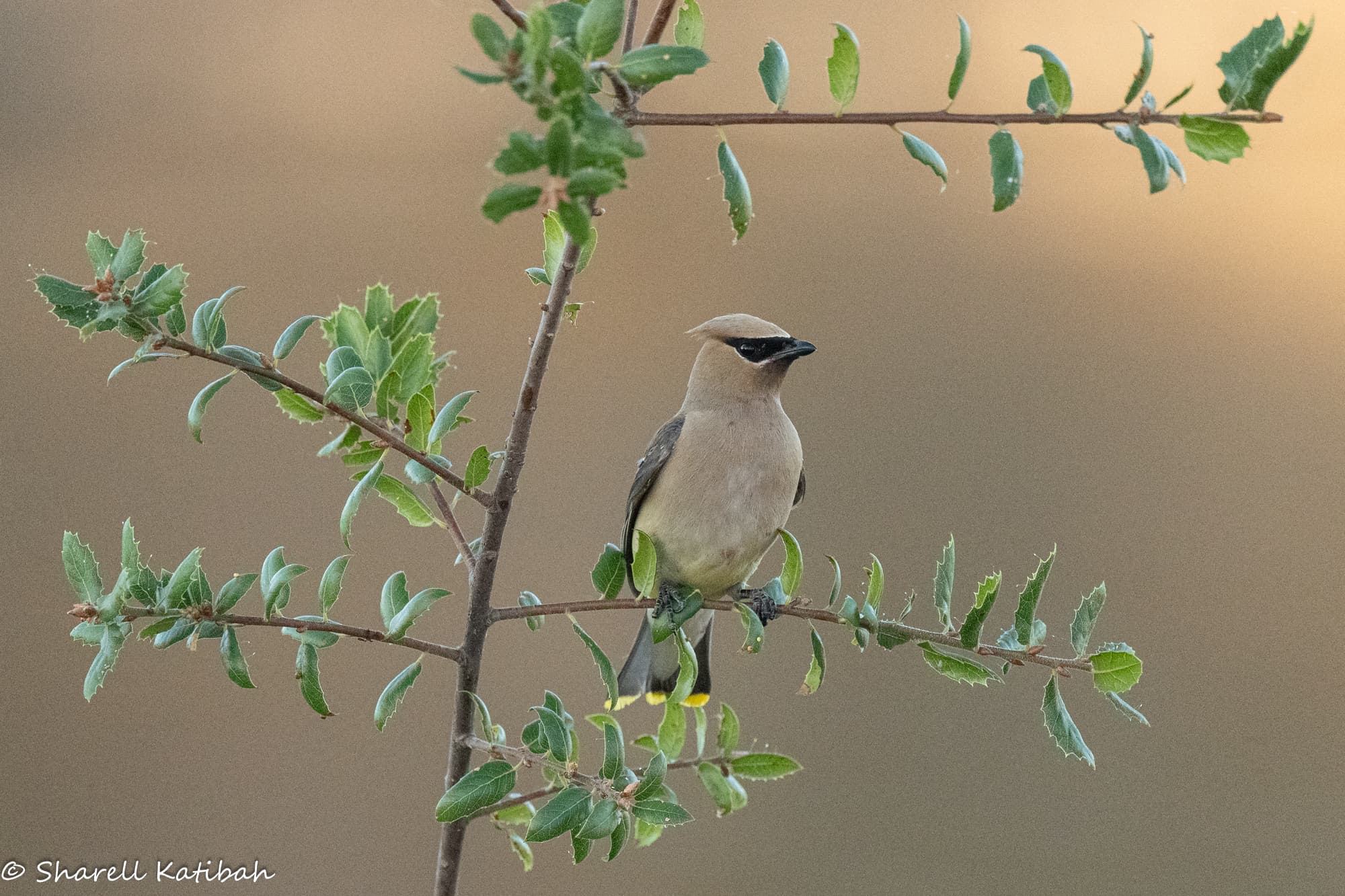 Songbird in the foliage — Sharell Katibah