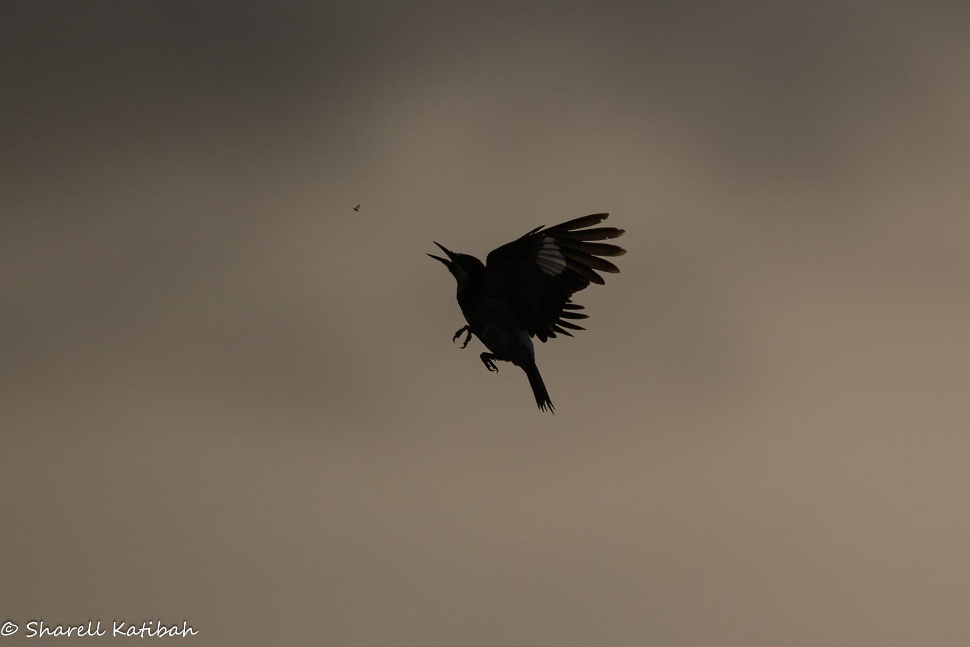 Bird in flight — Sharell Katibah