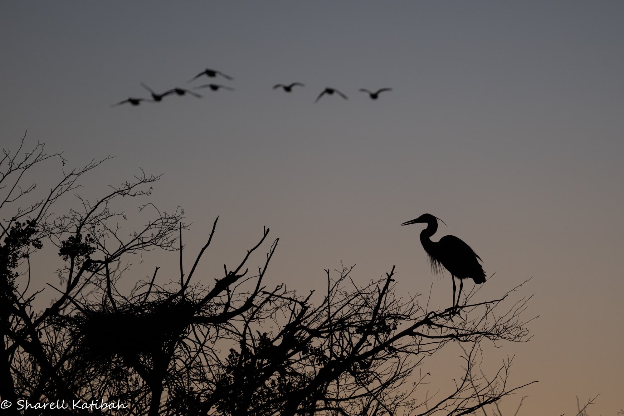 Herons near their rookery at dusk — Sharell Katibah