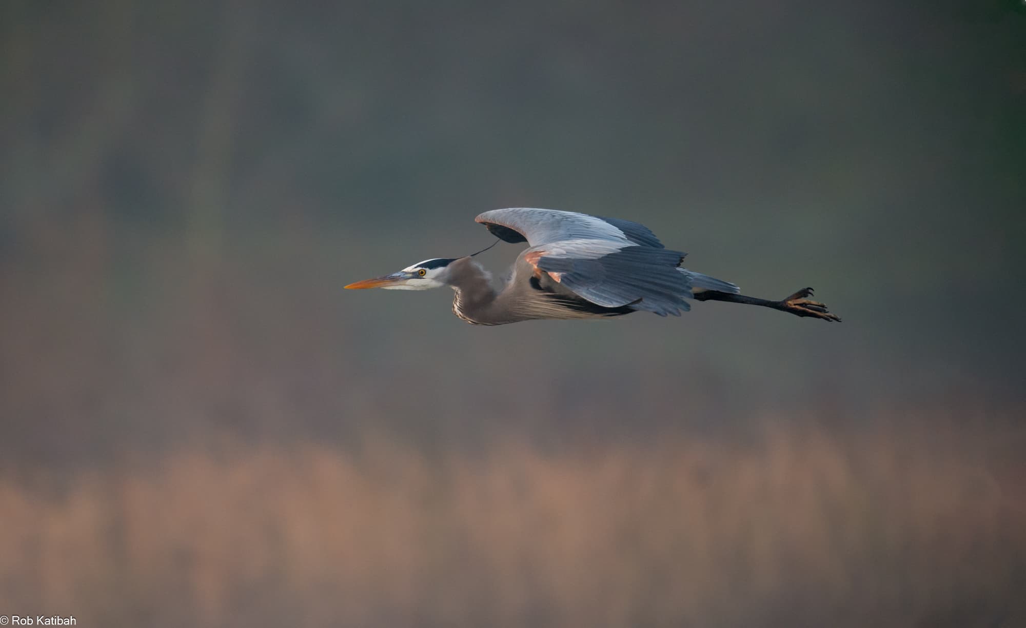 Great blue heron in flight — Rob Katibah