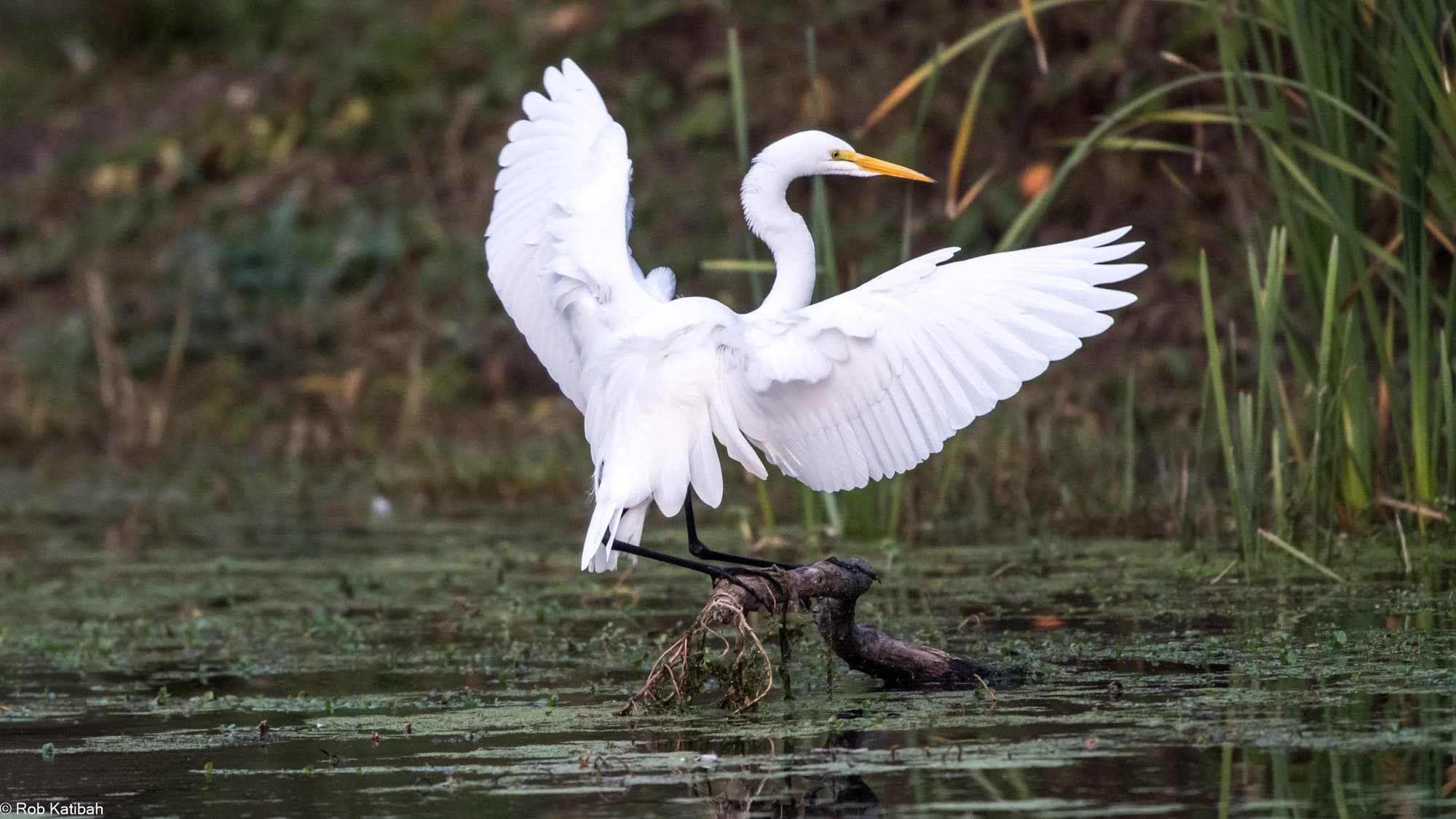Egret landing beside a turtle — Rob Katibah