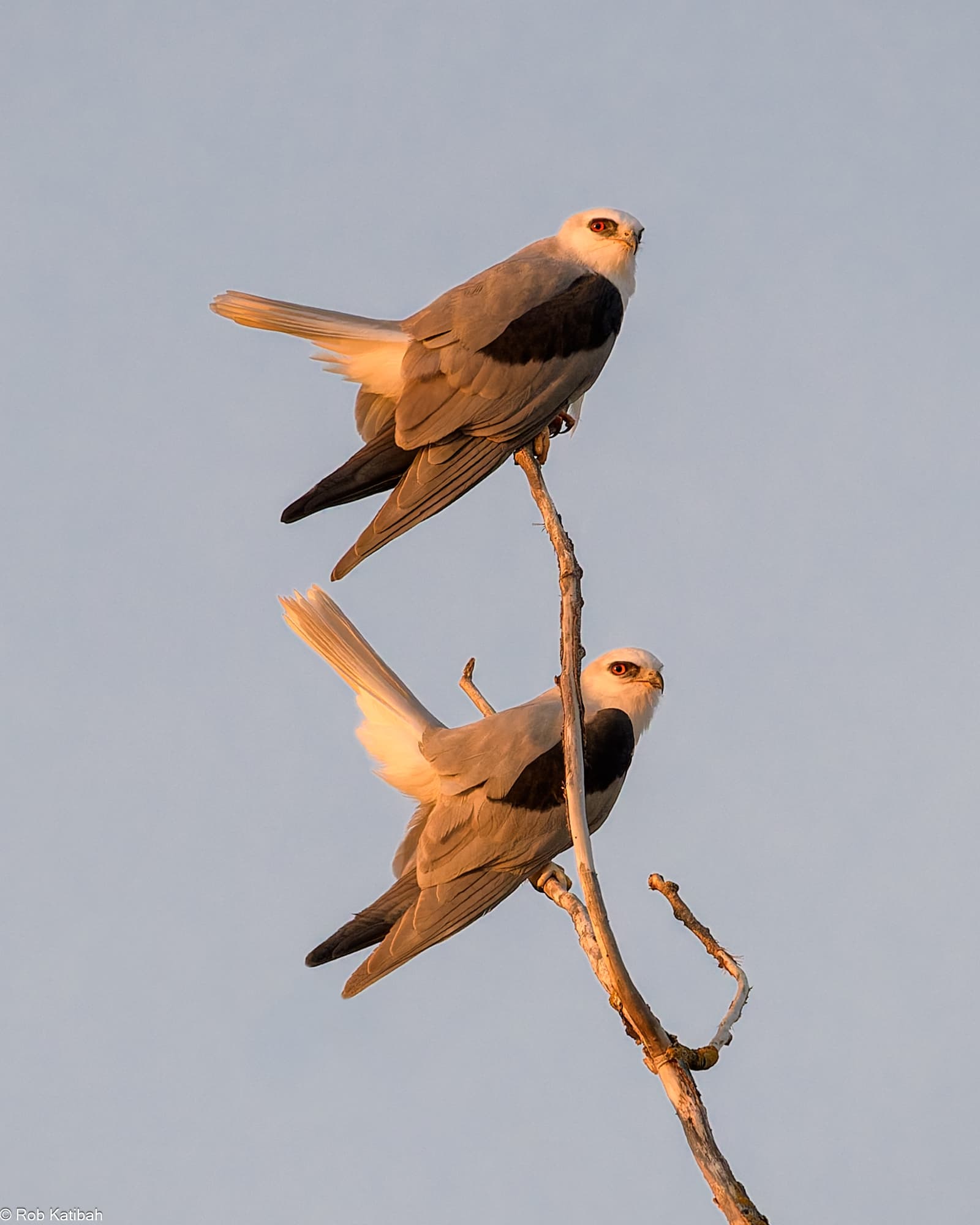 Two birds perched above the river — Rob Katibah