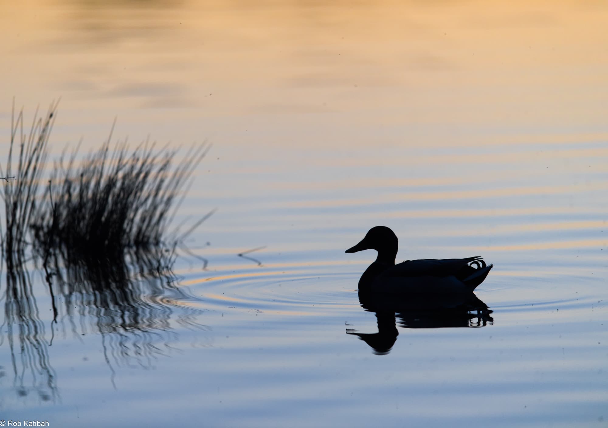 Waterfowl on the river at dusk — Rob Katibah