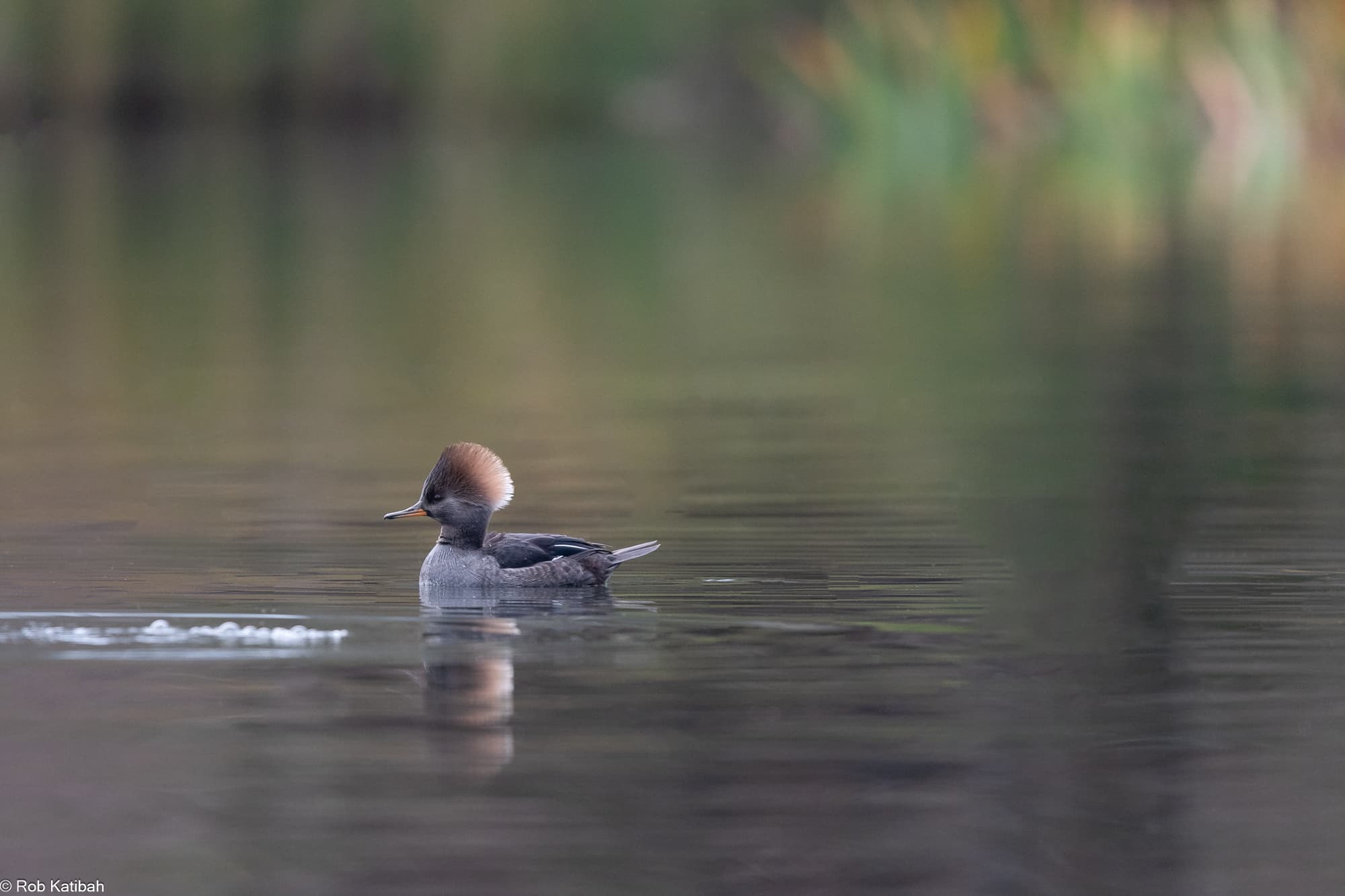 Waterfowl on calm water — Rob Katibah