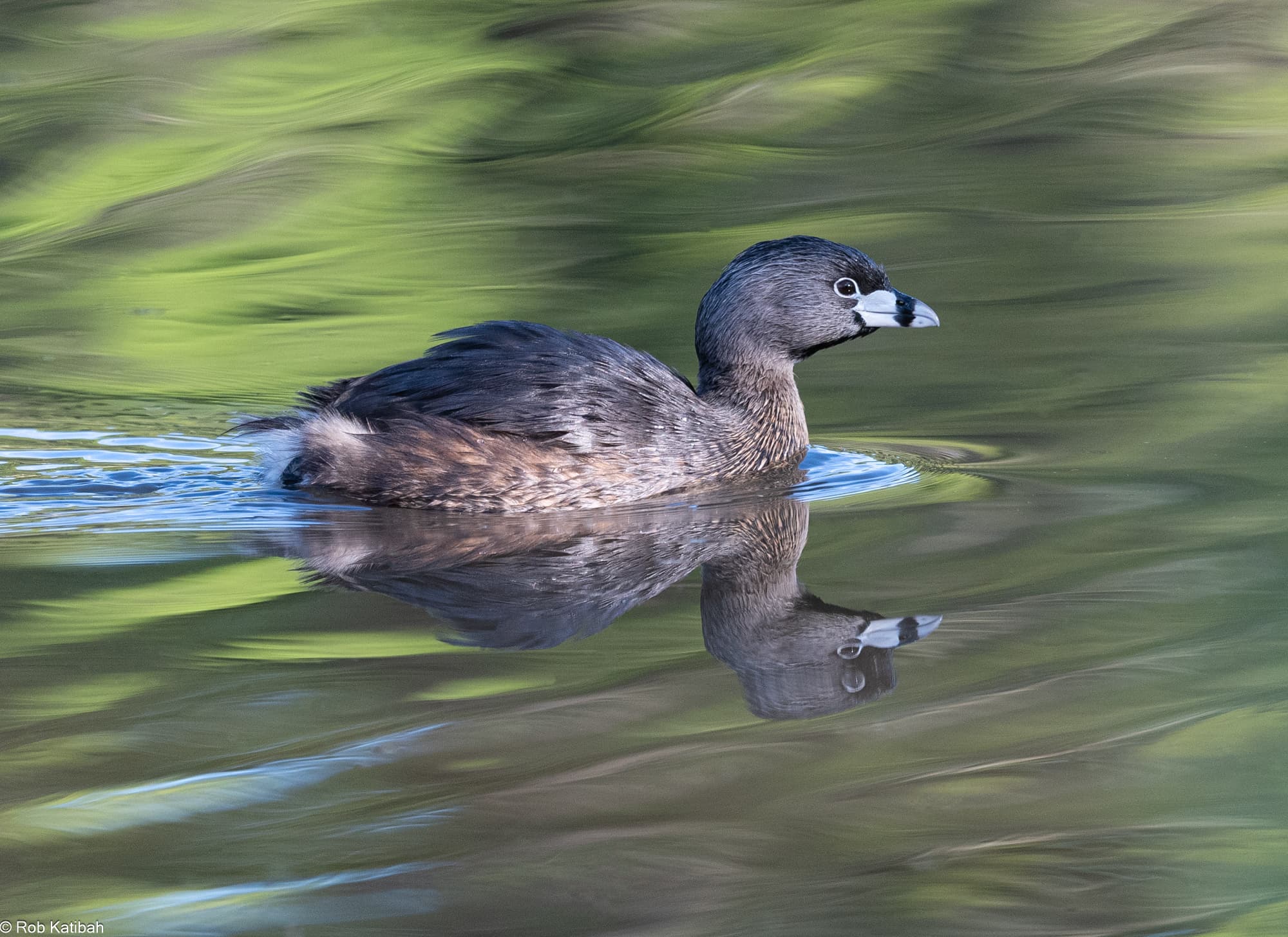 Waterfowl reflected in the river — Rob Katibah