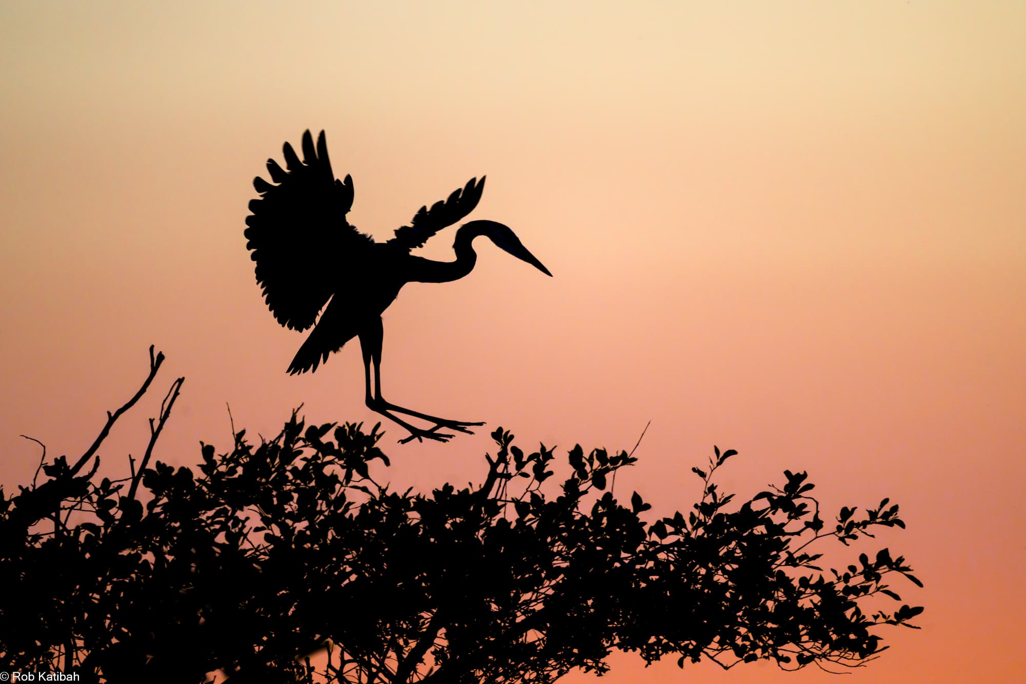Heron at sunset — Rob Katibah