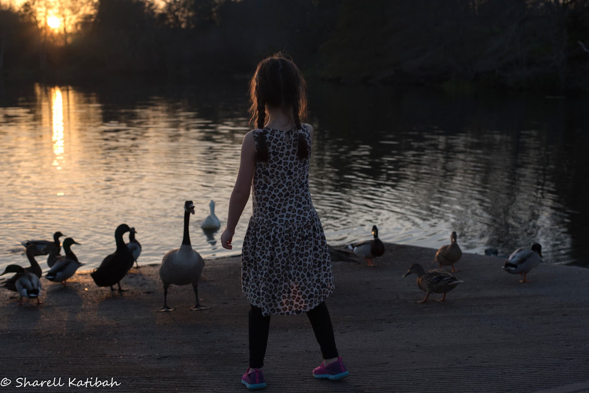 Child watching waterfowl — Sharell Katibah